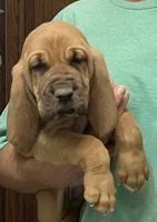 Pending, a female Bloodhound for sale in Fort Morgan, CO – 1 of 5