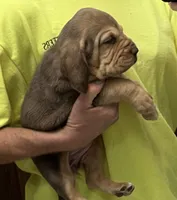 Liver and Tan F, a female Bloodhound for sale in Fort Morgan, CO – 3 of 5