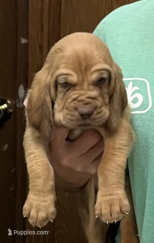 Red L M4 – Bloodhound puppy for sale in Fort Morgan, CO