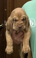 Red L M4, a male Bloodhound for sale in Fort Morgan, CO – 1 of 7