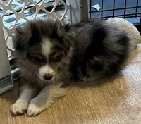 Blue Merle M, a male Toy Australian Shepherd for sale in Fort Morgan, CO – 3 of 7