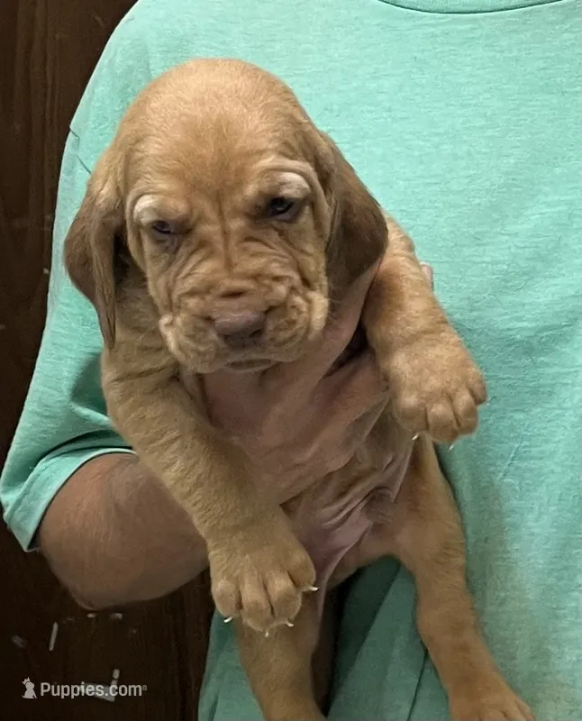 Red LM6 – Bloodhound puppy for sale in Fort Morgan, CO