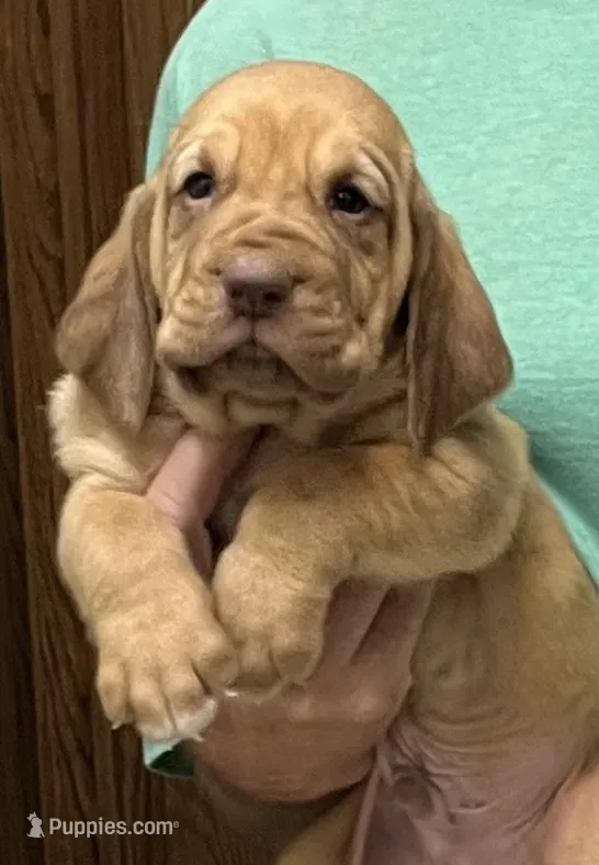 Red LM8 – Bloodhound puppy for sale in Fort Morgan, CO