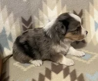 Blue Merle M, a male Toy Australian Shepherd for sale in Fort Morgan, CO – 4 of 7