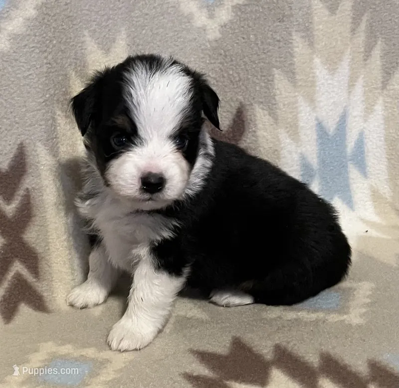 Black Tri M – Toy Australian Shepherd puppy for sale in Fort Morgan, CO