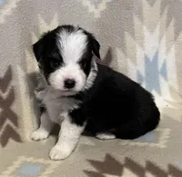 Black Tri M, a male Toy Australian Shepherd for sale in Fort Morgan, CO – 1 of 7