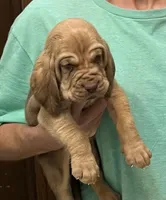 Red L M4, a male Bloodhound for sale in Fort Morgan, CO – 5 of 7