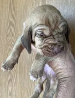 Red LM8, a male Bloodhound for sale in Fort Morgan, CO – 3 of 4