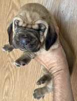 Red F, a female Bloodhound for sale in Fort Morgan, CO – 2 of 4
