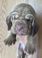 Red L M 4, a male Bloodhound for sale in Fort Morgan, CO – 4 of 5