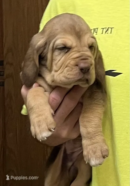Liver and Tan F – Bloodhound puppy for sale in Fort Morgan, CO