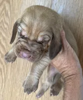 Red Liver M NW, a male Bloodhound for sale in Fort Morgan, CO – 1 of 4