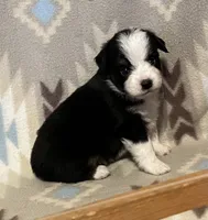 Black Tri M, a male Toy Australian Shepherd for sale in Fort Morgan, CO – 2 of 7
