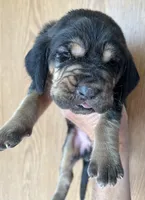 B&T M5, a male Bloodhound for sale in Fort Morgan, CO – 3 of 3