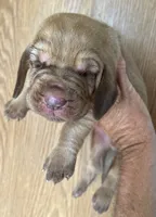 Red Liver M NW, a male Bloodhound for sale in Fort Morgan, CO – 4 of 4