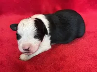 processed/bdb99fb6-fa5e-4921-bfeb-d9a2f5aa4bab/listing/8da31cf3-50c1-4e69-881c-1a4b51c0516c/1635954a-1cb1-4c17-b0c2-ce0fc52ebe9d