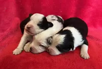 processed/bdb99fb6-fa5e-4921-bfeb-d9a2f5aa4bab/listing/8da31cf3-50c1-4e69-881c-1a4b51c0516c/2398c4a1-3970-4835-a6ae-9105f94941d7