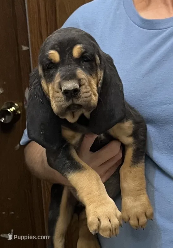 Black and Tan F – Bloodhound puppy for sale in Fort Morgan, CO