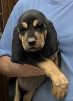 Black and Tan F, a female Bloodhound for sale in Fort Morgan, CO – 2 of 4