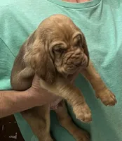 Red L M4, a male Bloodhound for sale in Fort Morgan, CO – 4 of 7