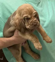 Red L M4, a male Bloodhound for sale in Fort Morgan, CO – 7 of 7