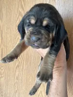B&T M5, a male Bloodhound for sale in Fort Morgan, CO – 2 of 3