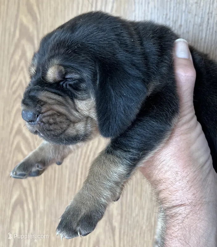 B&T M5 – Bloodhound puppy for sale in Fort Morgan, CO
