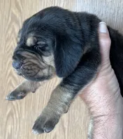 B&T M5, a male Bloodhound for sale in Fort Morgan, CO – 1 of 3