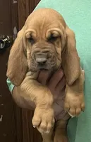 Pending, a female Bloodhound for sale in Fort Morgan, CO – 3 of 5