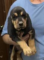 Black and Tan F, a female Bloodhound for sale in Fort Morgan, CO – 4 of 4
