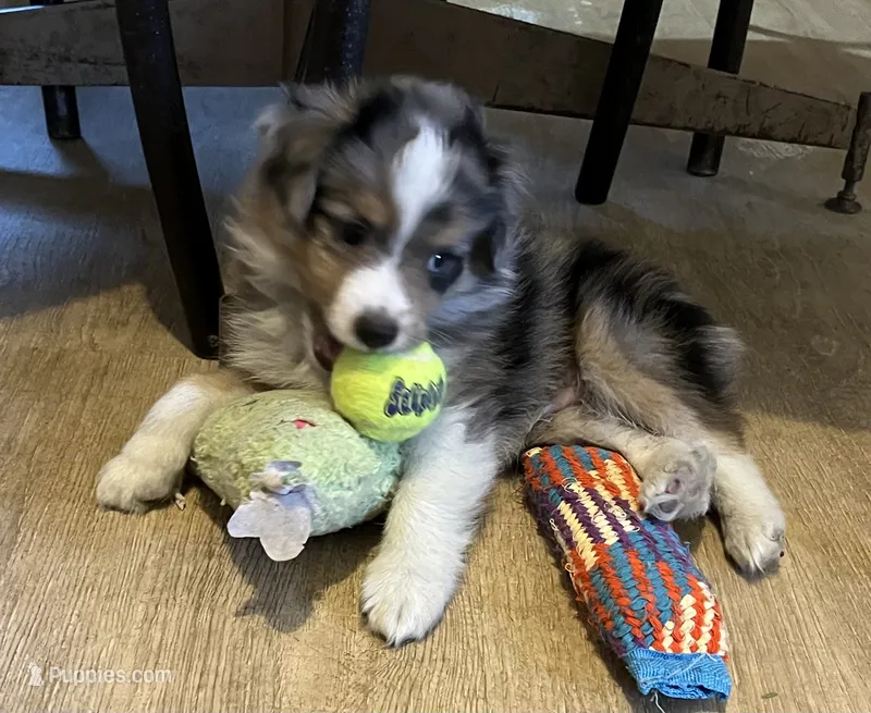 Blue Merle M – Toy Australian Shepherd puppy for sale in Fort Morgan, CO