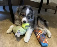 Blue Merle M, a male Toy Australian Shepherd for sale in Fort Morgan, CO – 1 of 7