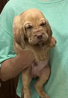 Red Liver M2, a male Bloodhound for sale in Fort Morgan, CO – 4 of 6