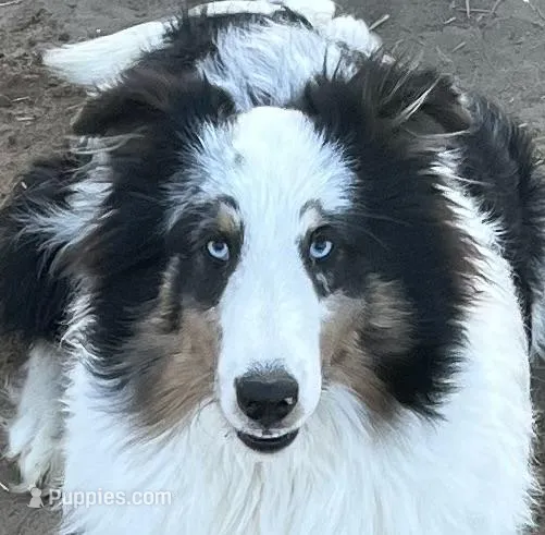 Blue Merle male – Shetland Sheepdog puppy for sale in Fort Morgan, CO