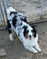 Blue Merle male, a male Shetland Sheepdog for sale in Fort Morgan, CO – Photo 5 of 6