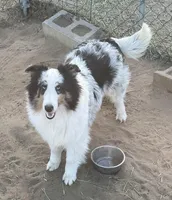 Blue Merle male, a male Shetland Sheepdog for sale in Fort Morgan, CO – Photo 4 of 6