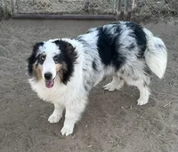 Blue Merle male, a male Shetland Sheepdog for sale in Fort Morgan, CO – Photo 3 of 6