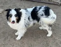 Blue Merle male, a male Shetland Sheepdog for sale in Fort Morgan, CO – Photo 2 of 6