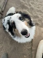 Blue Merle male, a male Shetland Sheepdog for sale in Fort Morgan, CO – Photo 6 of 6