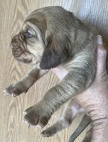 Red LM6, a male Bloodhound for sale in Fort Morgan, CO – 3 of 3