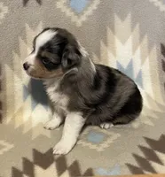 Blue Merle M, a male Toy Australian Shepherd for sale in Fort Morgan, CO – 3 of 7