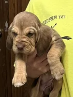 Liver and Tan F, a female Bloodhound for sale in Fort Morgan, CO – 5 of 5