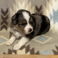 Blue Merle M, a male Toy Australian Shepherd for sale in Fort Morgan, CO – 6 of 7