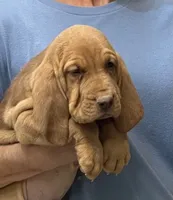 Red LM6, a male Bloodhound for sale in Fort Morgan, CO – 6 of 7