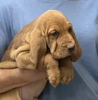 Red LM6, a male Bloodhound for sale in Fort Morgan, CO – 3 of 7