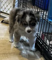 Blue Merle M, a male Toy Australian Shepherd for sale in Fort Morgan, CO – 6 of 7