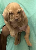 Red Liver M2, a male Bloodhound for sale in Fort Morgan, CO – 3 of 6
