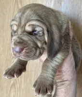 Red L M 4, a male Bloodhound for sale in Fort Morgan, CO – 5 of 5