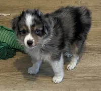 Blue Merle M, a male Toy Australian Shepherd for sale in Fort Morgan, CO – 5 of 7