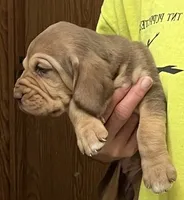 Liver and Tan F, a female Bloodhound for sale in Fort Morgan, CO – 4 of 5
